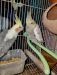 1 pair Cockatiel রানিং কোকাটেল